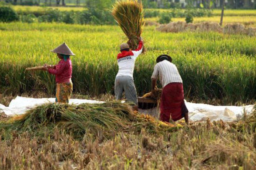 Hal - Hal apa saja yang harus di perhatikan di bisnis pertanian
